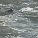 cambria2014_094 (October 25, 2013)